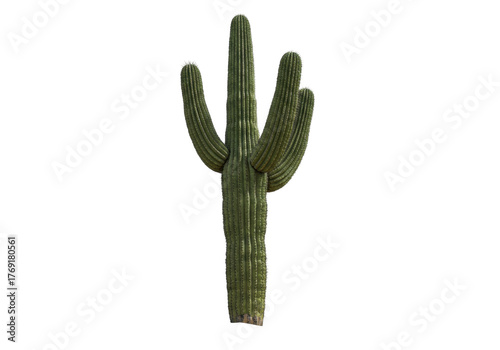 Isolated saguaro cactus desert plant. Native to Arizona with ribbed stem and arms or branches.