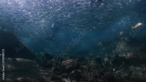 A massive school of sardines glimmers brilliantly beneath the sunlight, moving in perfect harmony just below the ocean surface. The fish create a mesmerizing underwater ballet 
