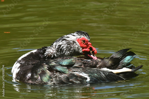 Exótico pato selvagem dando um show de movimento em seu banho na lagoa do jardim do Museu da República - Catete - RJ