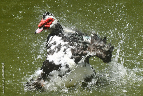 Exótico pato selvagem dando um show de movimento em seu banho na lagoa do jardim do Museu da República - Catete - RJ