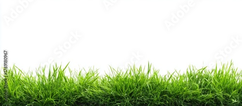 Green Grass Isolated on White Background