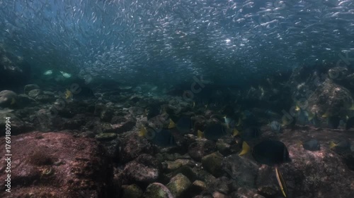A massive school of sardines glimmers brilliantly beneath the sunlight, moving in perfect harmony just below the ocean surface. The fish create a mesmerizing underwater ballet 