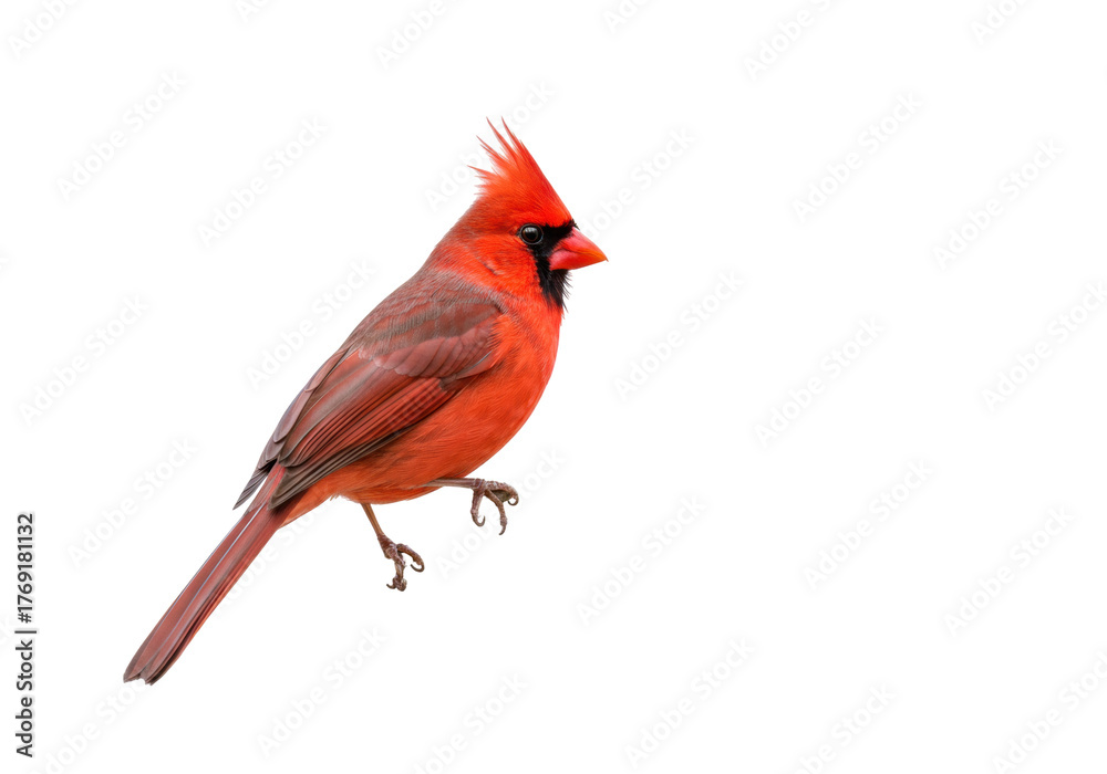 Obraz premium Isolated Northern Cardinal perched beautifully, a striking bird often seen in the winter months