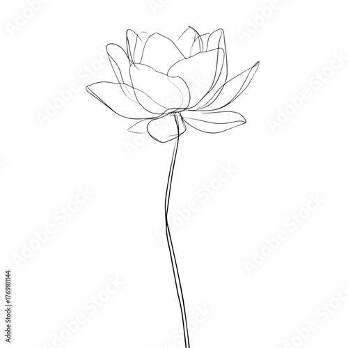 Elegant single line lotus flower illustration