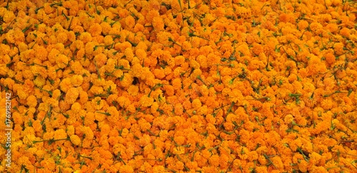 orange flowers background
