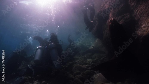 A playful group of baby sea lions swimming in circles up and down in slow motion. The young marine animals twirl gracefully underwater, full of energy and curiosity.