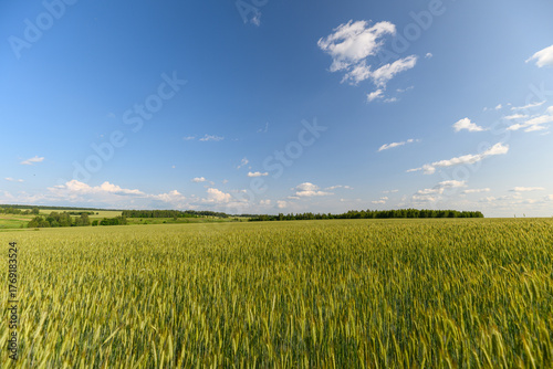 A Vast Expansive Golden Wheat Field Stretching Out Beneath a Clear and Bright Blue Sky Above