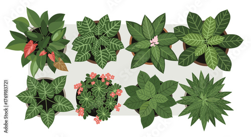 Top-down view of various potted houseplants including green, patterned, and colorful varieties, with some delicate pink flowers.