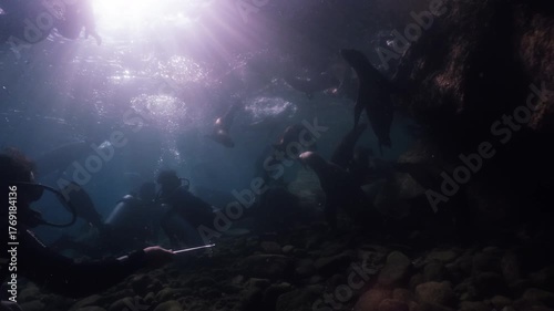 A playful group of baby sea lions swimming in circles up and down in slow motion. The young marine animals twirl gracefully underwater, full of energy and curiosity.