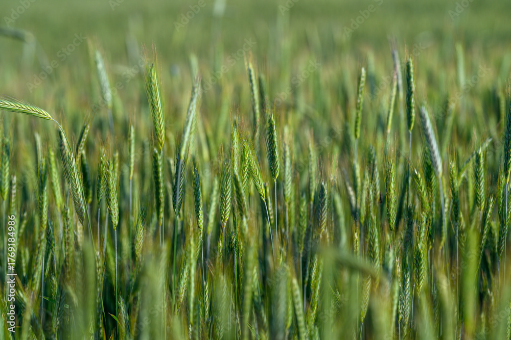 Obraz premium A Beautiful and Lush Green Wheat Field Stretching Under a Bright and Clear Sky Above