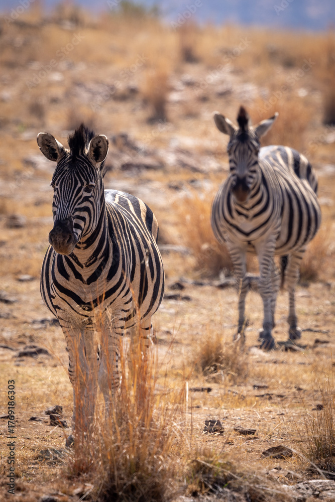 Fototapeta premium Zebra