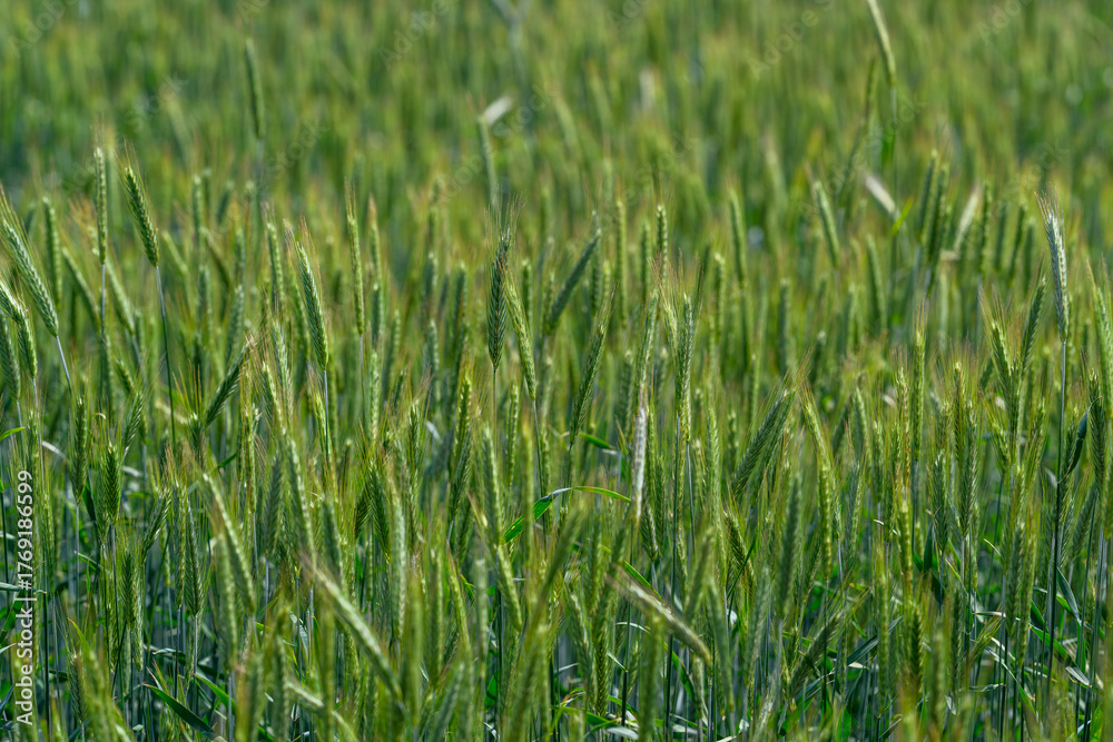 Obraz premium A Vibrant Green Wheat Field in its Full Growth Stage, Flourishing Under the Suns Warm Glow