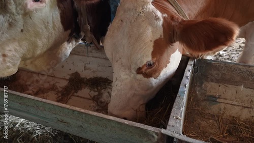 Cows on the Farm – Dairy Cattle Grazing in Countryside Field