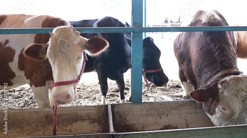 Cows on the Farm – Dairy Cattle Grazing in Countryside Field