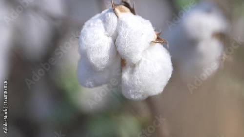 Cotton Field with White Cotton Bolls – Agricultural Landscape in Countryside