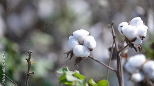 Cotton Field with White Cotton Bolls – Agricultural Landscape in Countryside