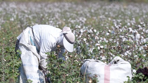 Cotton Picker Harvesting Cotton in the Field – Traditional Cotton Harvest Work
