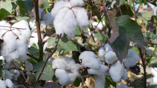 Cotton Field with White Cotton Bolls – Agricultural Landscape in Countryside