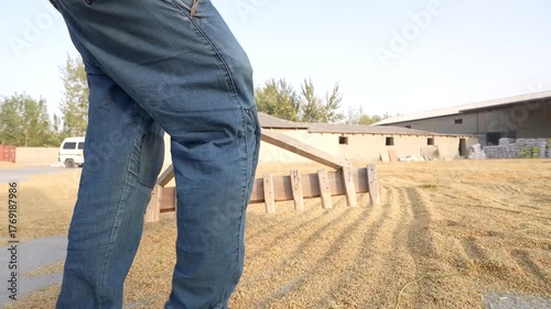 Farmer Spreading Dried Rice on the Ground – Traditional Rice Drying Process
