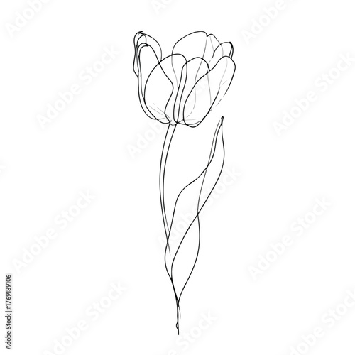 Elegant single line tulip illustration