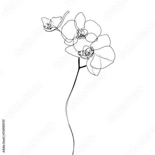 Elegant Orchid Line Art Blooming Contours