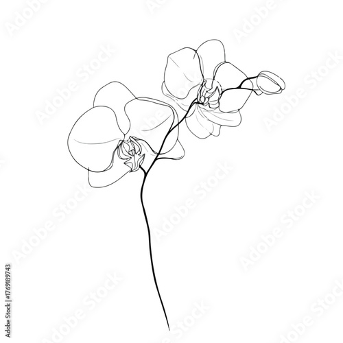 Elegant continuous line orchid illustration