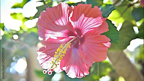 Vibrant red hibiscus flower blooming gracefully in bright sunlight a symbol of tropical beauty