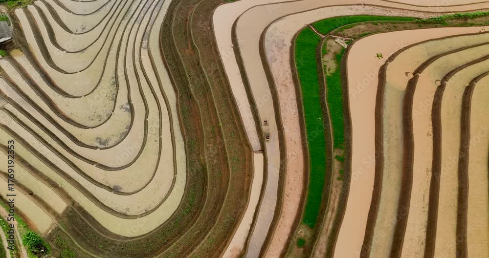 In Their Field Hmong farmers prepare their fields and plant rice on terraced fields in ...