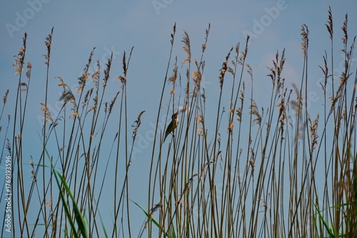 A small bird, possibly a reed warbler or bunting, perches on a stalk of common reed (Phragmites) against a soft blue sky. 