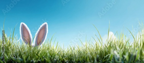 Easter Bunny Ears in Green Grass under Blue Sky.