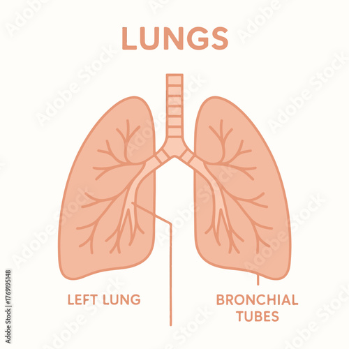 Lungs Anatomy Illustration Showing Left Lung and Bronchial Tubes