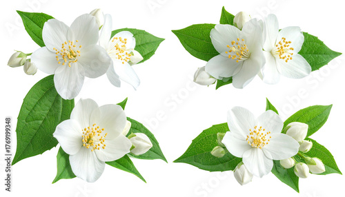 White jasmine blossoms arranged with bright green leaves