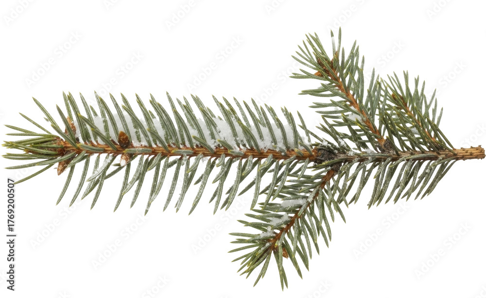 Naklejka premium Winter evergreen spruce branch with fresh snow, on a transparent background, PNG file