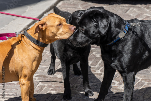 Photography Cautious dogs on leashes face each other on a bright pavement, two black labrado