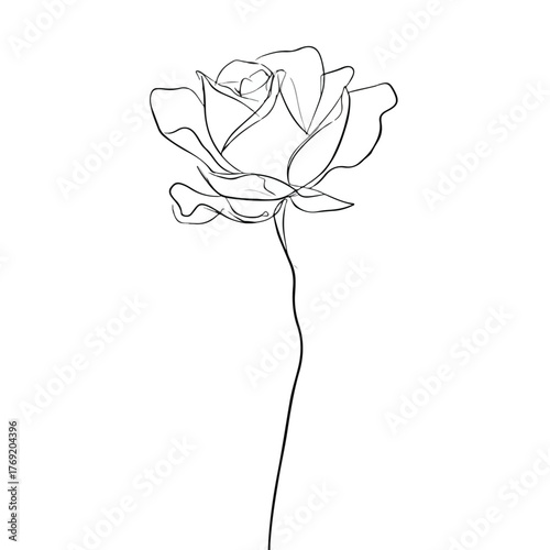 Elegant Rose Flower in Continuous Line Art