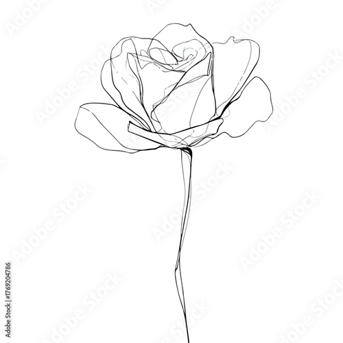 Elegant single-line rose flower illustration