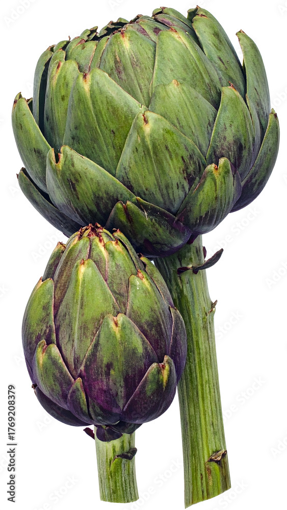 Obraz premium Fresh Purple Artichokes on Stems White Background