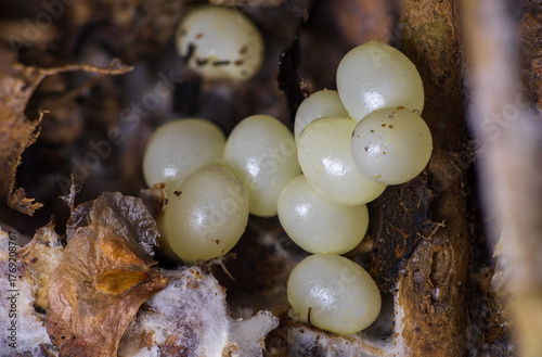 Snail or slug eggs (Gastropoda) on the ground between decayed leaves. Macro animal background