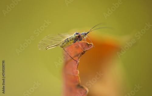 Greenfly, aphid parasite insect sitting on autumn tree. Macro animal background