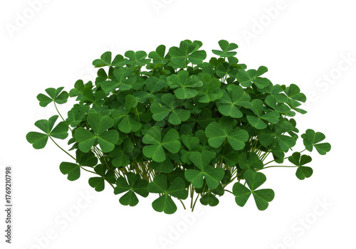 Isolated lush clump of green clovers with three leaves or shamrocks in natural light