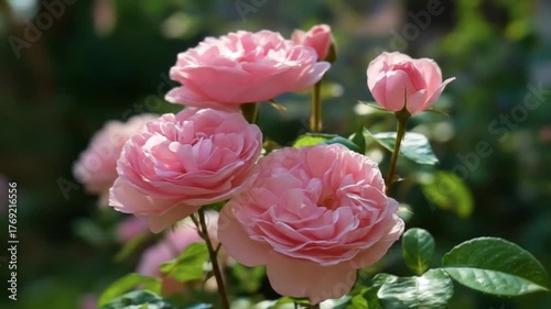 A vibrant cluster of blooming pink roses in a lush garden setting, with soft sunlight filtering through the leaves, creating a serene and picturesque atmosphere