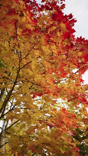 Autumn foliage displays a stunning gradient of colors, with leaves transitioning from yellow to red, as the camera pans upward through the branches