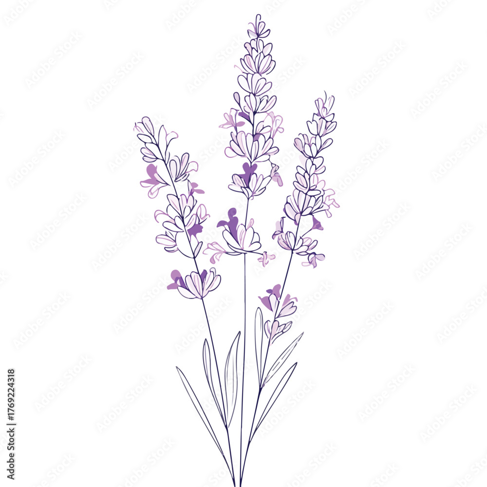 Naklejka premium Elegant Lavender Line Art Design