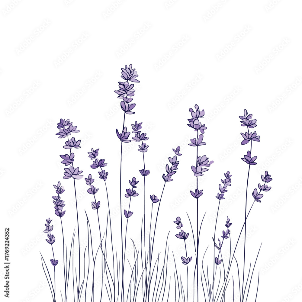 Naklejka premium Elegant Lavender Line Art Illustration