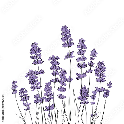 Elegant Lavender Line Art Vector Illustration