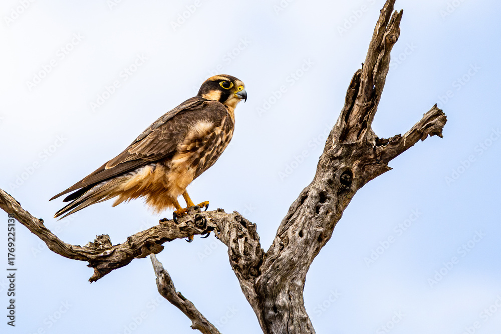 Naklejka premium Lanner Falcon