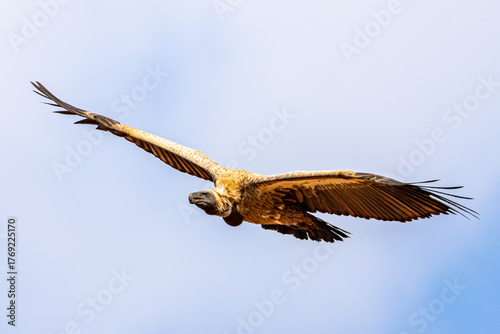 Cape Vulture