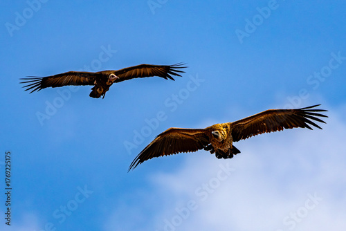 White-backed and Hooded Vulture gliding together
