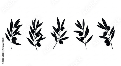 Silhouetted Olive Branches with Black Olives, Isolated on White Background, Vector Illustration.