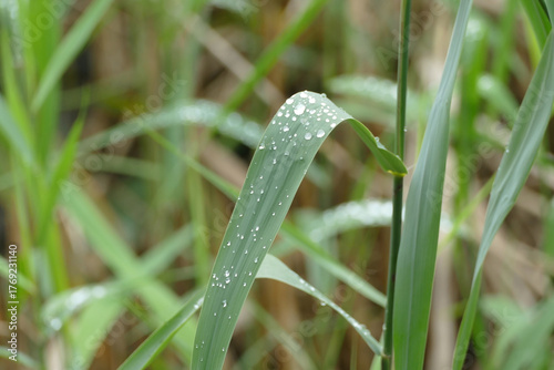 Regentropfen auf einem Blatt als Hintergrund